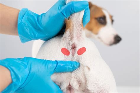 dogs anal glands leaking|From Leakage to Relief: Understanding and。